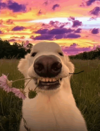 Smiling dog holding a flower